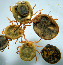 Nuttalliellidae