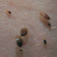 Adult Bed Bugs With Their Nymphs