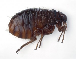 adult-flea