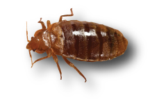 bed-bug-after-feeding