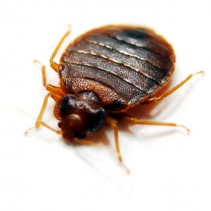 Flat Bed Bug Before Feeding