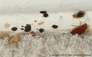 Bed Bug Droppings