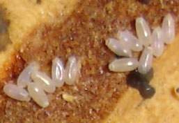 Bed Bug Eggs