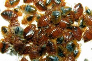 Bed Bug Infestation That Could Exude a Pungent-Sweet Smell