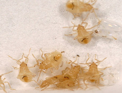 Bed Bug Nymphs
