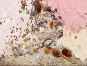 bed-bugs-2