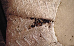 Bed Bugs in Couch Cushion