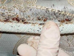 Bed Bugs in a Mattress