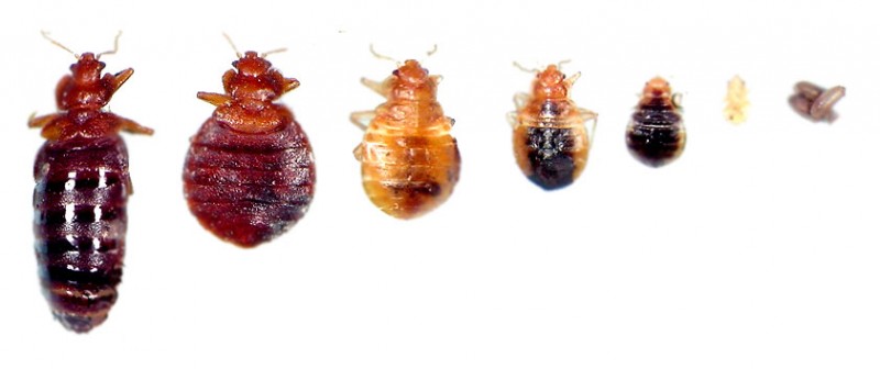bed-bugs-life-stages