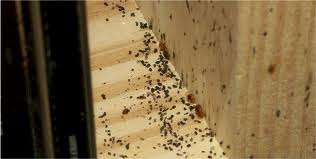 bed-bugs-on-the-wall