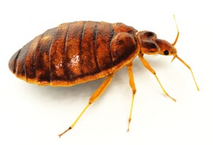 bed_bug