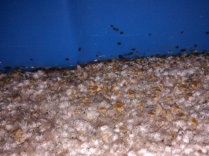Carpet Full of Bed Bugs