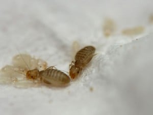 Book Lice