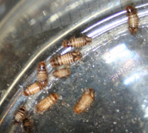 Carpet Beetles
