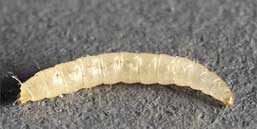 Cat Flea Larva
