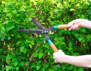 Hands are cut bush clippers
