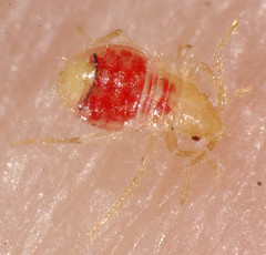Feeding Bed Bug Nymph