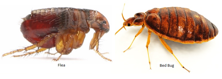 flea-bed-bug