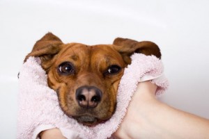 flea-control
