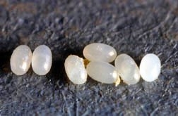 Flea Eggs