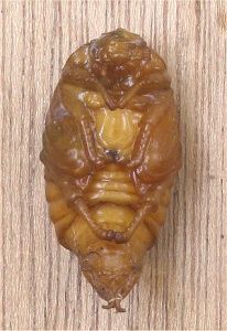 Flea  Pupae