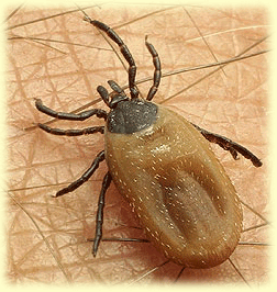 hard-tick