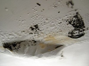 mold-in-the-ceiling