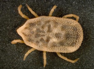 Soft Tick