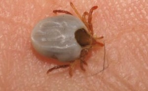 tick
