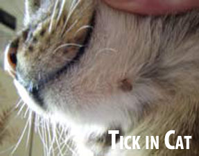 Tick in a Cat
