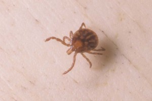 Tick Nymph That Could Carry Lyme Disease