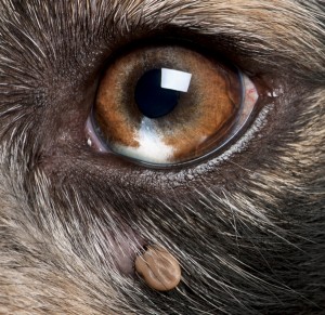 Tick on a Dog's Face