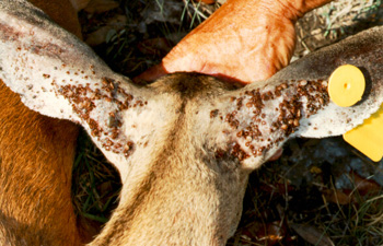 Ticks on a Deer's Ears