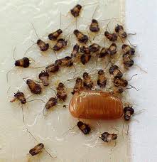 Young Cockroaches