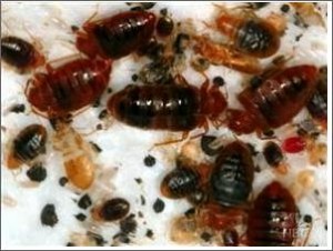 bed-bug-infestation
