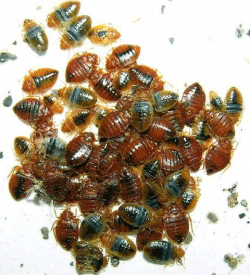 bed-bug-infestation