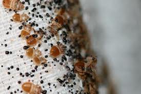 bed-bug-infestation