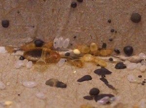 bed-bug-signs