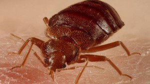 bed-bug-up-close