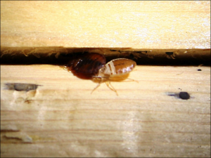 bed-bugs-in-cracks