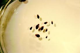 bed-bugs-small