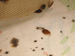 bed-bugs
