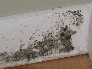 black-mold