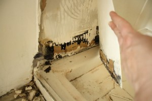 Black Mold Behind Drywall