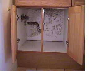 Black Mold Under the Kitchen Sink