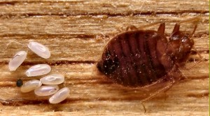 bed-bug-eggs