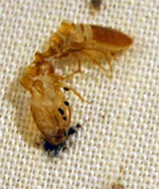 bed-bug-exoskeleton