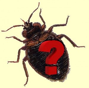 bed-bug-faq