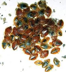 bed-bug-infestation