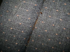 bed-bug-on-a-recliner